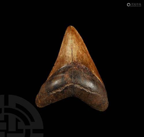 Megalodon Giant Shark Fossil Tooth