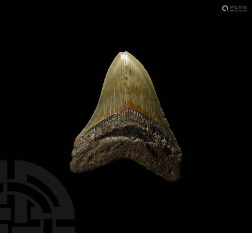 Megalodon Giant Shark Fossil Tooth