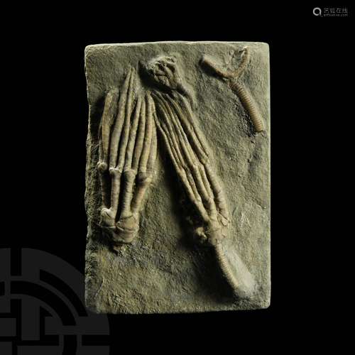 Abrotocrinus Unicus Fossil Crinoid