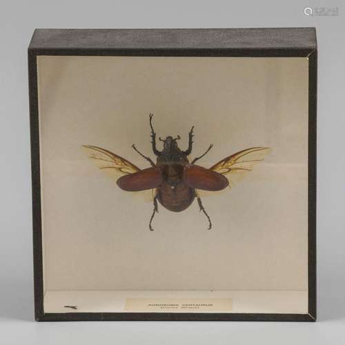 A taxidermia centaurus beetle/ rhinoceros beetle (Augusosoma...