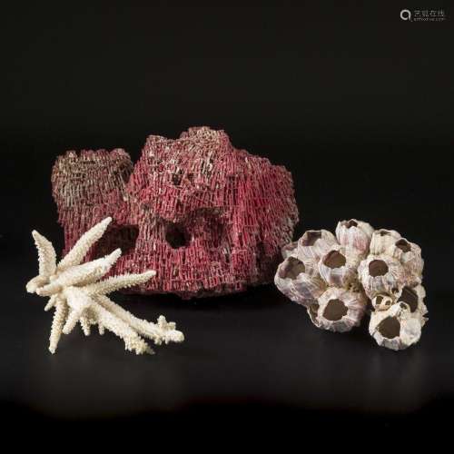 A lot comprising (3) various pieces of fossilized / petrifie...