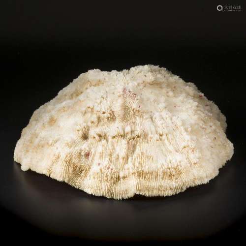 A round granulkar razor (mushroom) coral (Fungia granulosa),...