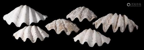 Y TWO CLAM SHELLS AND TWO HALF CLAM SHELLS (TRIDACNA GIGAS)