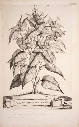 Verschiedene Radierer, Vier Pflanzenporträts. 1696.