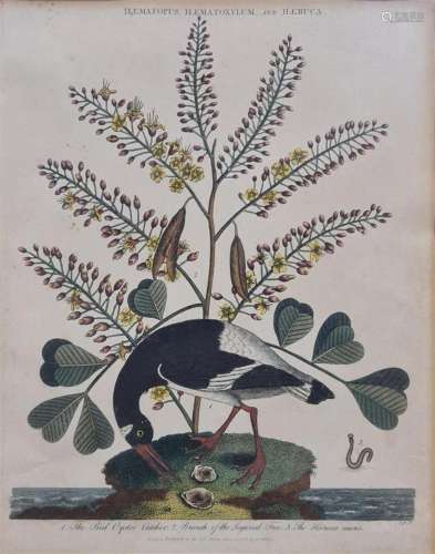 Wilkens, John, (1750-1810) 5 various bird prints from encycl...