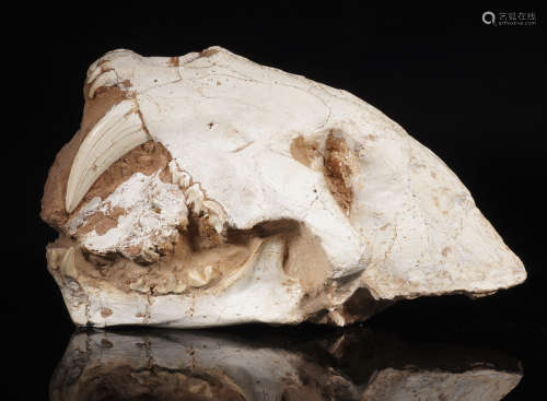 Saber Toothed Tiger Skull Fossil