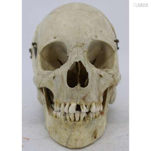 Antique Medical Human Skull.