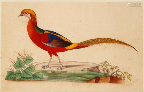 TWO INDIAN BIRDS MINIATURES COMPANY SCHOOL, 20TH CENTURY