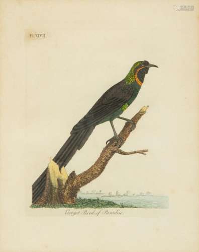 A Collection Ten Ornithological Gilt Framed Hand Colored Lit...