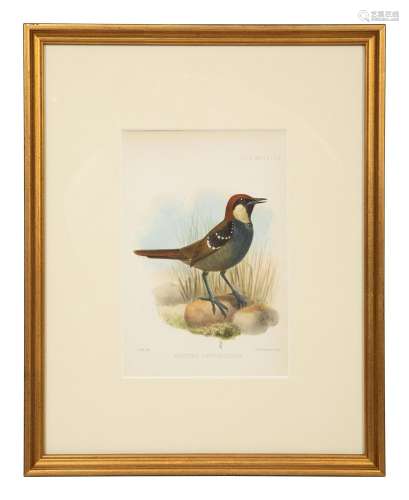 A Group of Nine Ornithological Prints Frame size of larger, ...
