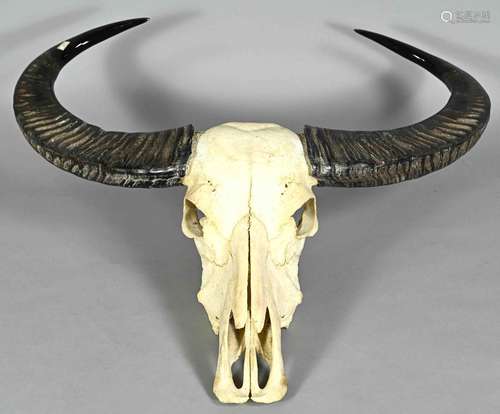 Buffalo skull with horns, Asia, 20t