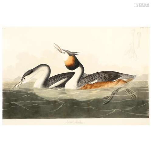 John James Audubon (American, 1785â1851), Crested Grebe, H...