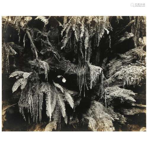 Edward Weston (American, 1886-1958), Fern in the Redwoods