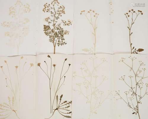 A folio of early 19th century dried botanical specimens on p...