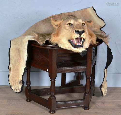 Tête de lion taxidermée