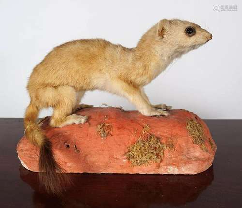 TAXIDERMY: FERRIT