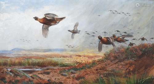 Archibald Thorburn (British 1860-1935), Driven Grouse