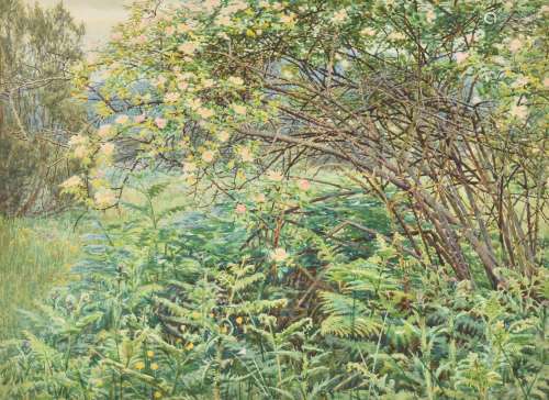 Woodbine K. Hinchcliff (British fl. 1895 -1913), Wild roses ...