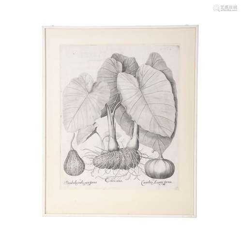 BESLER, BASILIUS, attr./nach (1561-1629), "Colocasia&qu...