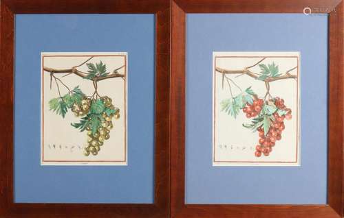 Two hand-colored engravings