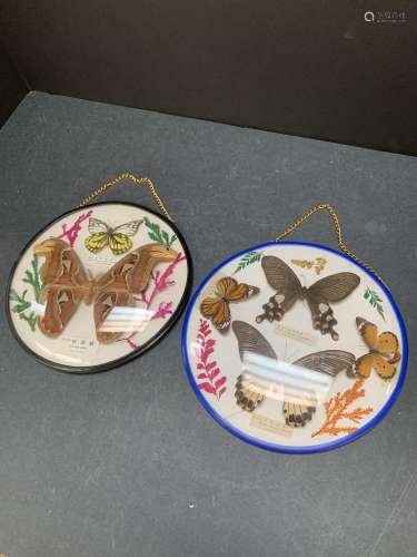 Lot of two butterfly displays - wall hangings - AS IS