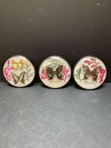 Lot of three butterfly displays - wall hangings - AS IS