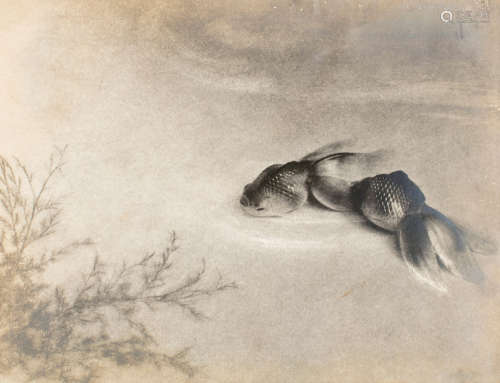 郎静山（1902～1900） 鱼 镜片 摄影