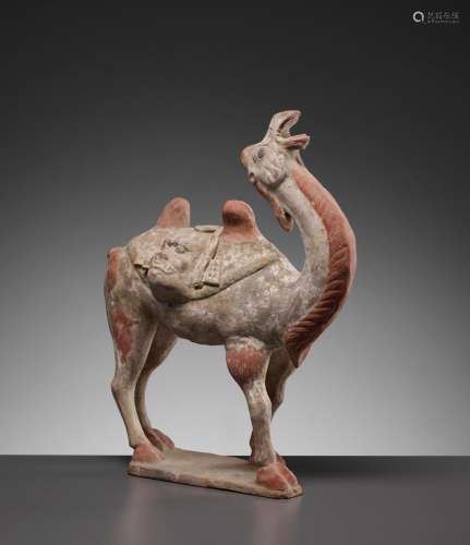 A PAINTED POTTERY FIGURE OF A BACTRIAN CAMEL, TANG DYNASTY