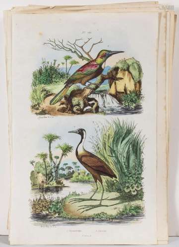 Ornithologie & Botanik, Konvolut aus 70 Stichen heimisch...