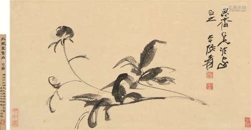 张大千（1899～1983） 芍药 立轴 水墨纸本