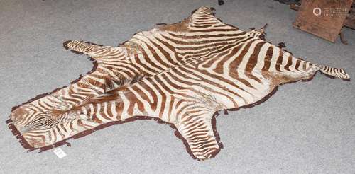 Hides/Skins: Burchells Zebra Hide Rug (Equus quagga burchell...