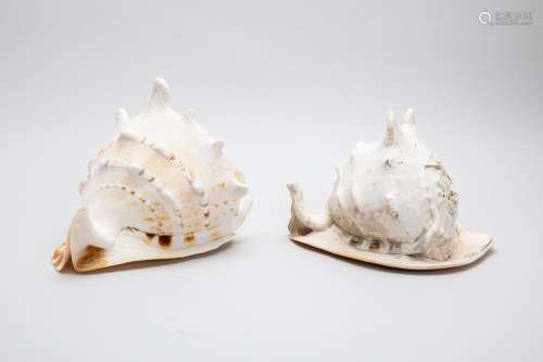 TWO LARGE DECORATIVE CONCH SHELLS