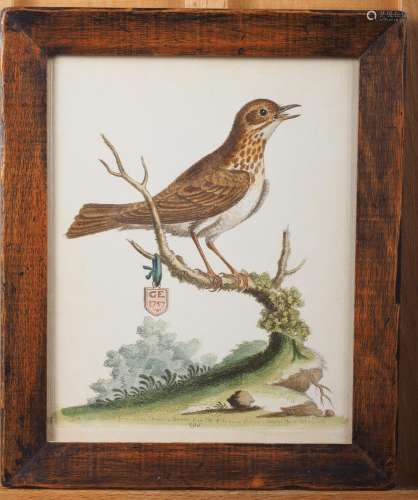 An 18th century hand-coloured engraving, Little Brown Thrush...