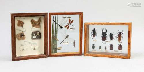 3 entomological display cases,
