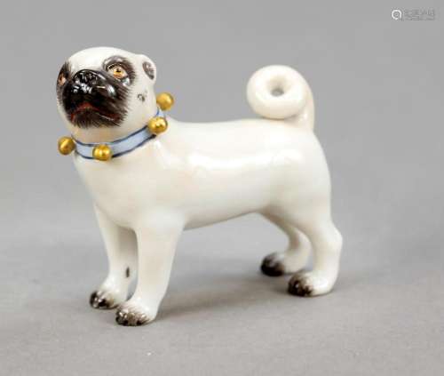 Miniature pug with bells, Meis