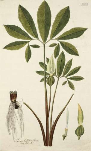 Three botanical engravings of