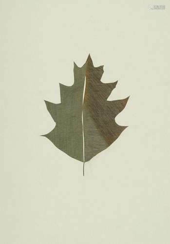 Giring, Susanne - Zeitgenössische Kunst - TropicalLeaf_010. ...