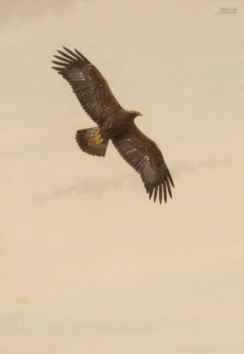 Peter Hayman/Golden Eagle/watercolour, 23cm x 16.