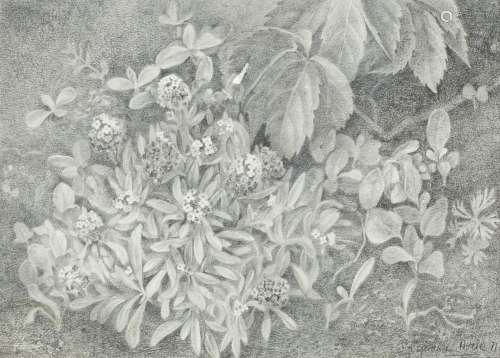 ESPERANZA NUERE (1935 / .) "Flowers and Plants", 1...