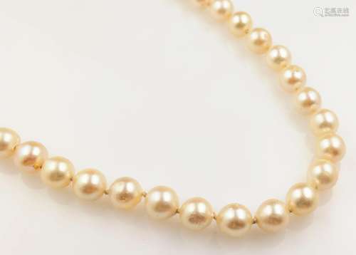 Necklace made of cultured akoya pearls, endless