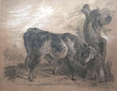 August Tiffe, (Tiermaler 19. Jhd.), Junger Bulle in einer La...