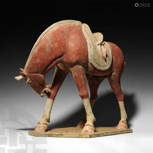 Large Chinese Tang Horse with Lowered Head