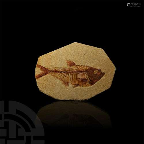 Fossil Fish in Matrix