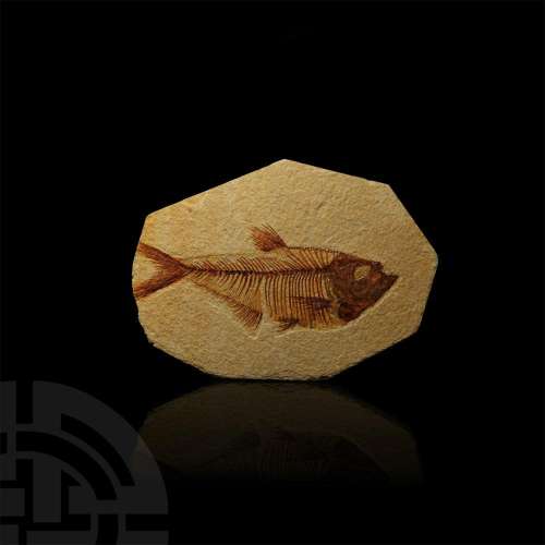 Fossil Fish in Matrix