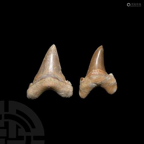 Fossil Otodus Shark Tooth Group