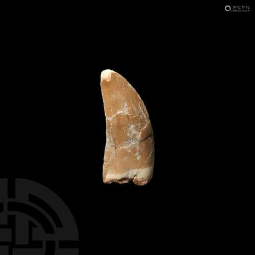 Large African 'T-Rex' Dinosaur Fossil Tooth