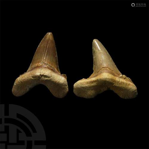 Fossil Otodus Shark Tooth Group