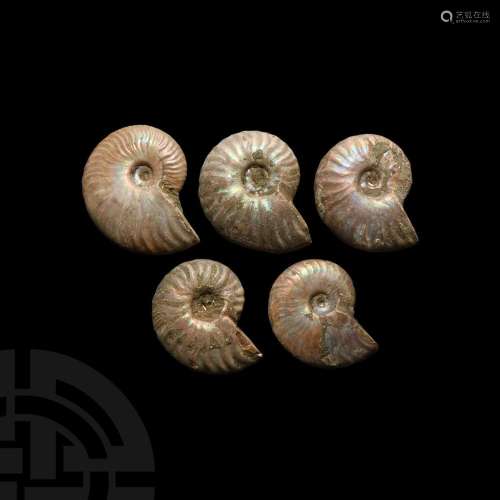 Iridescent Cleoniceras Fossil Ammonite Group