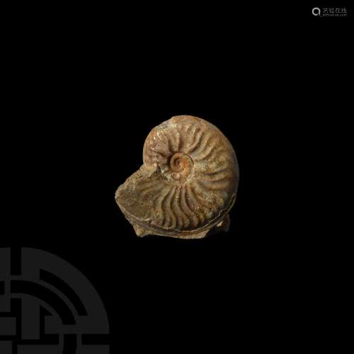 Leioceras Fossil Ammonite