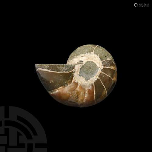 Polished Fossil Nautilus